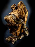 Jean-Marc PENRATH - STUDIO DES VIGNES D'AVARICUM